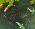 Koi Fish 3D Screensaver Скриншот 0