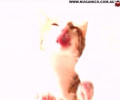 Cat Licking Screen Cleaner Screen Saver Скриншот 0