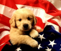 Puppies Free Screensaver Скриншот 0