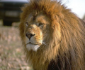 Lions Free Screensaver Скриншот 0