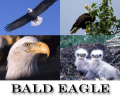 Bald Eagle Screensaver Скриншот 0