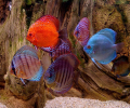 Aquarium Fishes Free Screensaver Скриншот 0