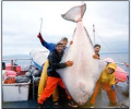 Alaska Fishing Screensaver Скриншот 0