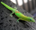 Hawaii Madagascar Gecko Screensaver Win Скриншот 0