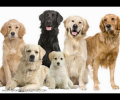 Homemade Dog Treats Скриншот 0