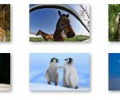 Animal Pals Windows 7 Theme Скриншот 0