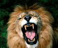 Ferocious Lion  Screensavers Скриншот 0