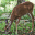 Cades Cove Scenes Screensaver 1.0 Cades Cove Scenes Screensaver 1.0 32x32 pixels icon