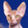 Funny Animals Screensaver 1.0 Funny Animals Screensaver 1.0 32x32 pixels icon